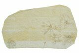 Floating Crinoid (Saccocoma) Fossils - Solnhofen Limestone #353566-1